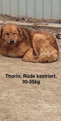 Thorin 3